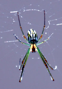 colorful spider