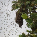 bees-gathering-into-a-ball